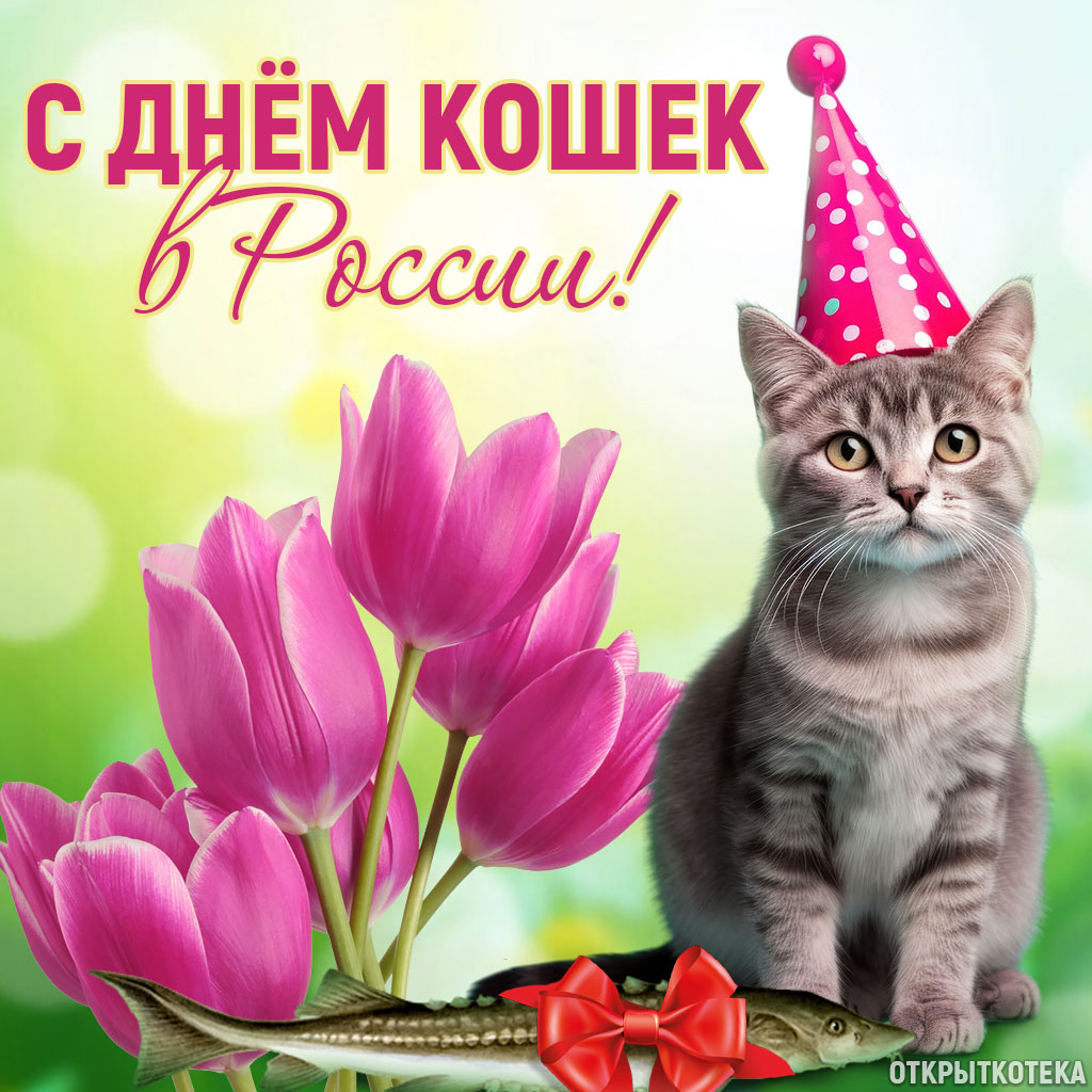 день кошек в россии, открытка с котиком в колпачке